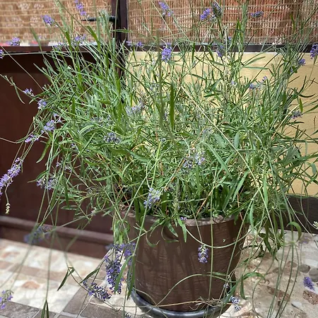 Venkovský dům De San Leonardo San Leonardo de Yagüe