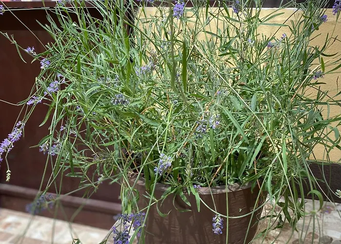 カントリーハウス De San Leonardo San Leonardo de Yagüe